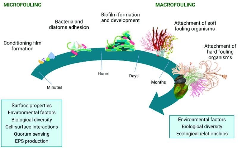 Étapes du processus d'encrassement biologique en environnement marin